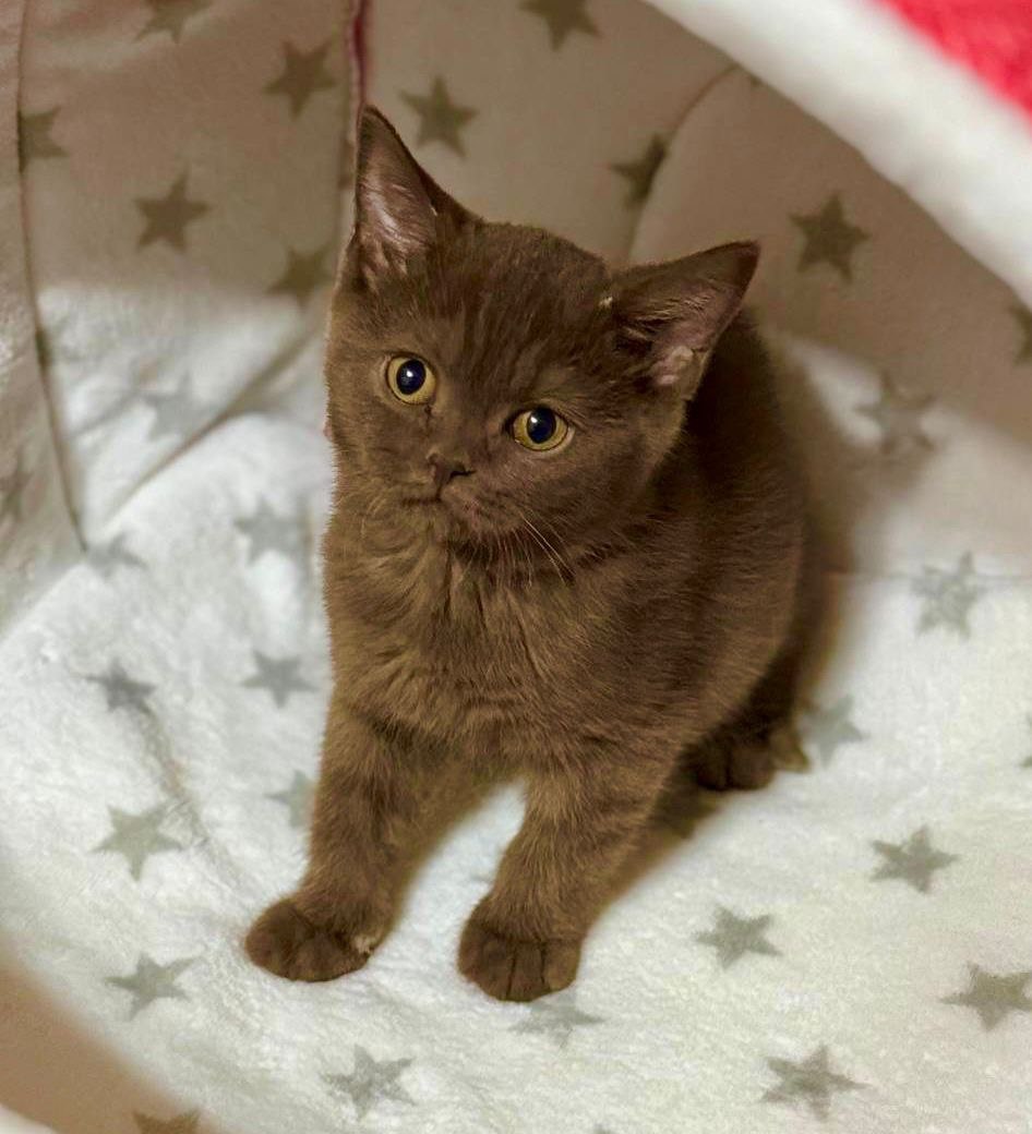 Daisy - British Shorthair Chocolate Female 2.5 Months Old Microchipped, Dewormed, Twice Vaccinated, & Potty Trained