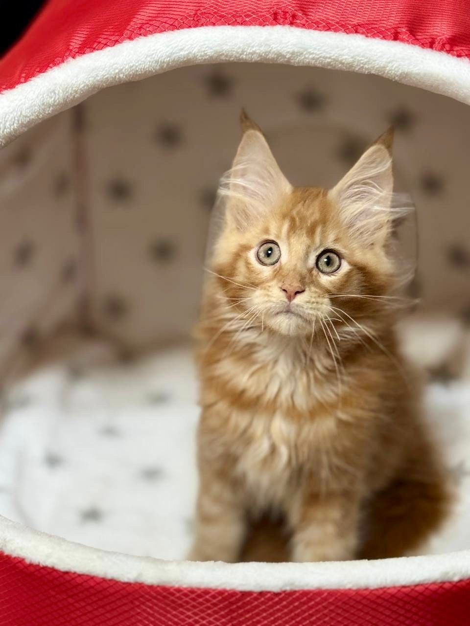 Alvin - Orange Male Maine Coon Microchipped, Dewormed, Vaccinated, Potty Trained 2.5 Months Old