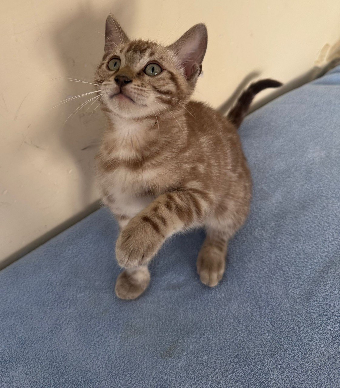 Brian - Bengal Male Mink Colored 2.5 Month Old Microchipped, Dewormed, Vaccinated, and Potty Trained