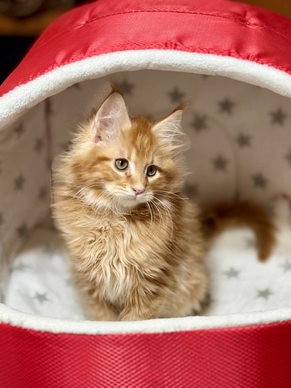 Casper - Orange Male Maine Coon Microchipped, Dewormed, Vaccinated, Potty Trained 2.5 Months Old