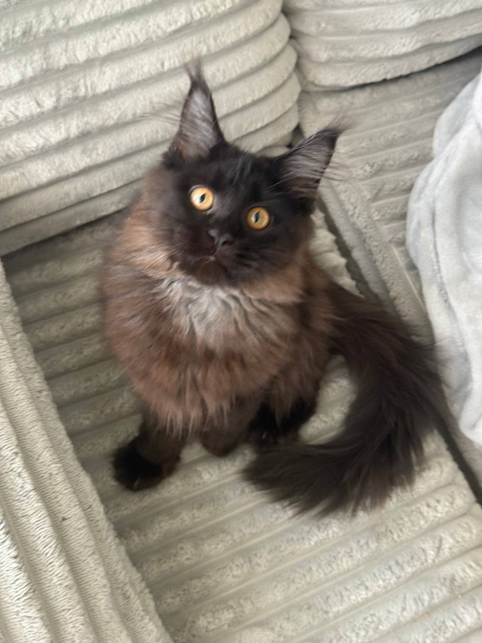Olivia - Black Female Maine Coon Microchipped, Dewormed, Vaccinated, Potty Trained 2.5 Months Old