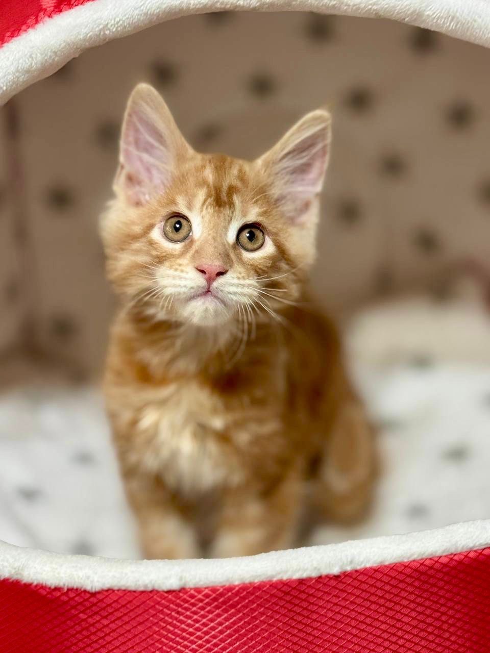 Archie - Orange Male Maine Coon Microchipped, Dewormed, Vaccinated, Potty Trained 2.5 Months Old