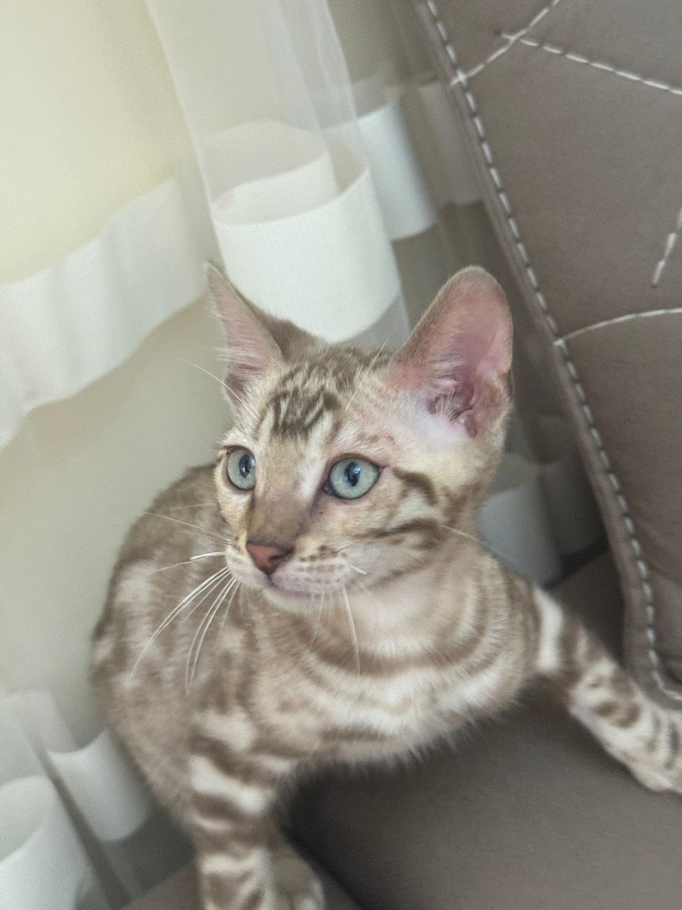 Jack - Bengal Male Mink Colored 2.5 Month Old Microchipped, Dewormed and Vaccinated
