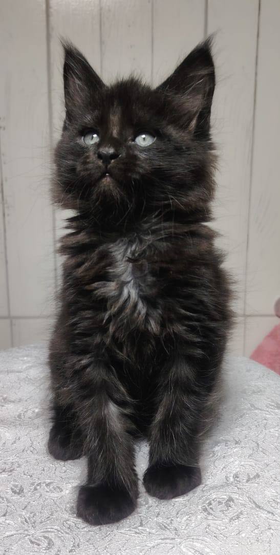 elix black male maine coon