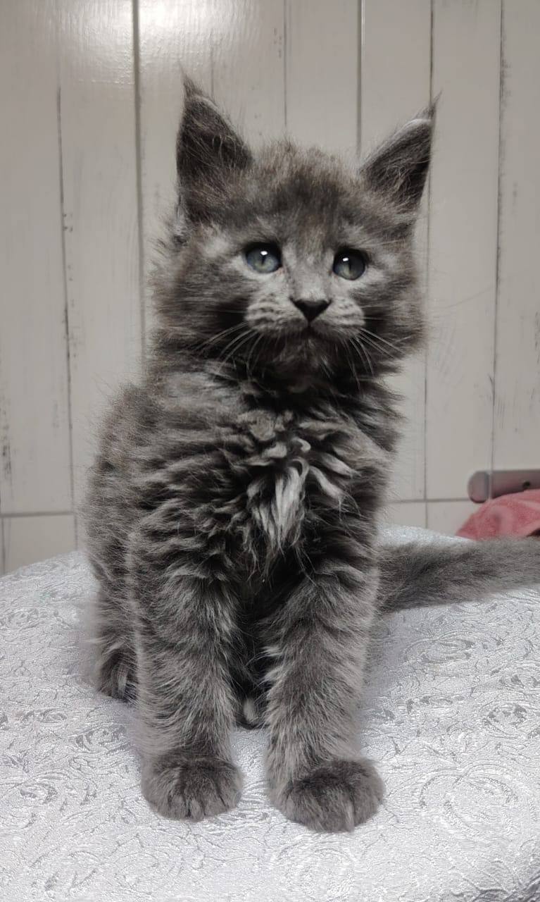azz blue solid male maincoon