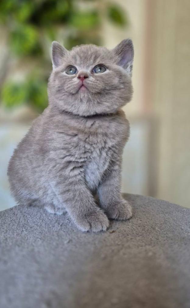 Smoky British Shorthair Lilac Male - Microchipped, Dewormed, Vaccinated, Potty Trained 2 Months Old, And Will Be Ready For A New Home April 25th