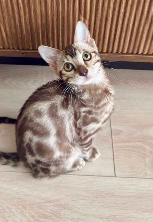 Toffee - Mink Male Bengal Kitten (Microchipped, Dewormed, Vaccinated, Potty trained, and Neutered) 3 months old, $2800
