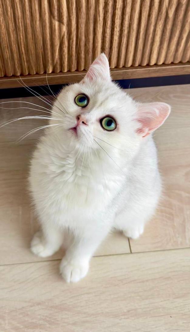 Lily - British Shorthair Silver Female (Microchipped, Dewormed, Vaccinated, Potty trained, Spayed) 3 months old, $2400