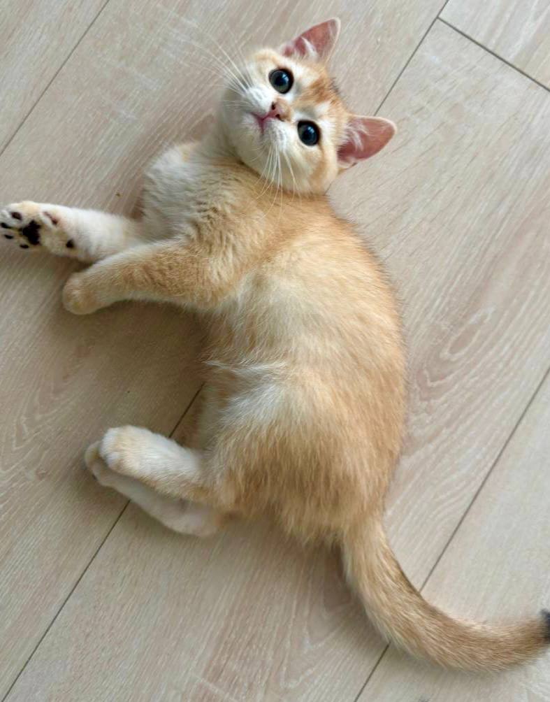 Chester - British Shorthair Gold Male Microchipped, Dewormed, Vaccinated, Potty Trained 3 Months Old, $2400