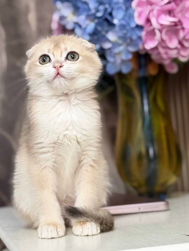 Teddy - Scottish Fold Lilac Male Microchipped, Dewormed, Twice Vaccinated, and Neutered, Ready By June 7, $2500