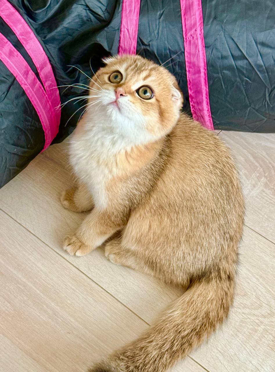 Adorable Scottish Fold kitten with folded ears available from luxury cattery with nationwide hand-delivery options