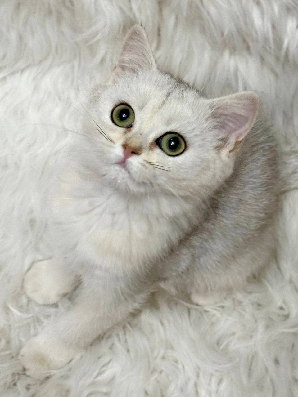 silver-shaded-british-shorthair-kitten