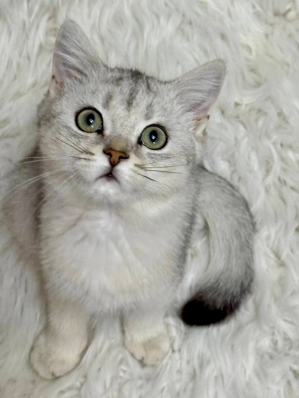 silver-shaded-british-shorthair-kitten