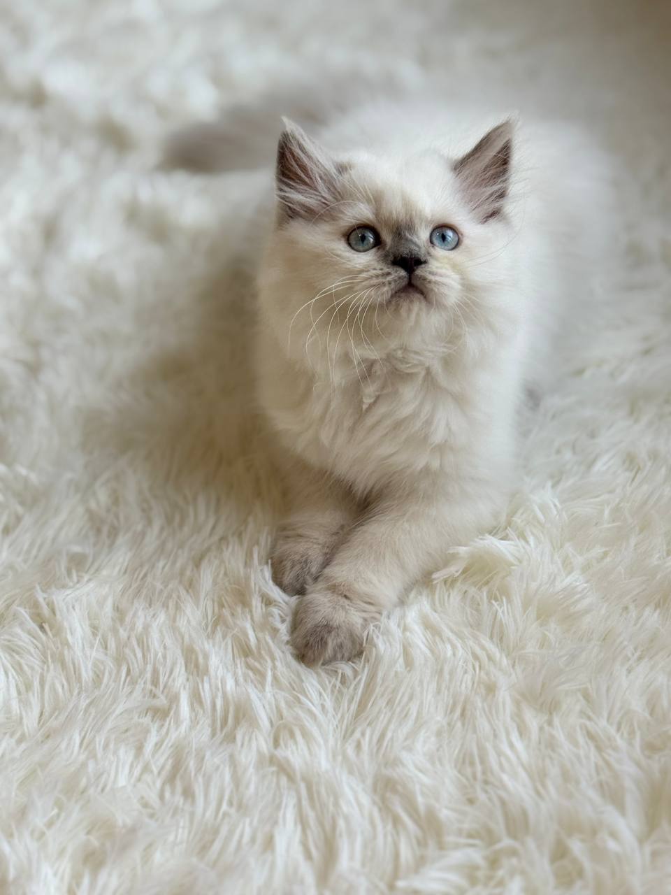 Premium purebred British Shorthair kitten from luxury cattery with nationwide hand-delivery options