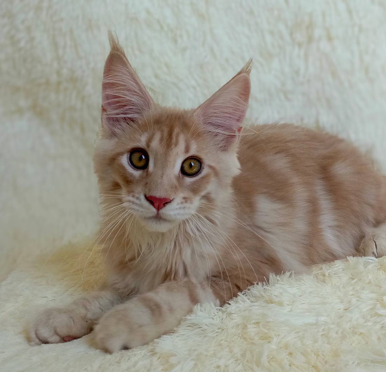 Majestic giant-breed Maine Coon kitten available from luxury cattery with nationwide hand-delivery options