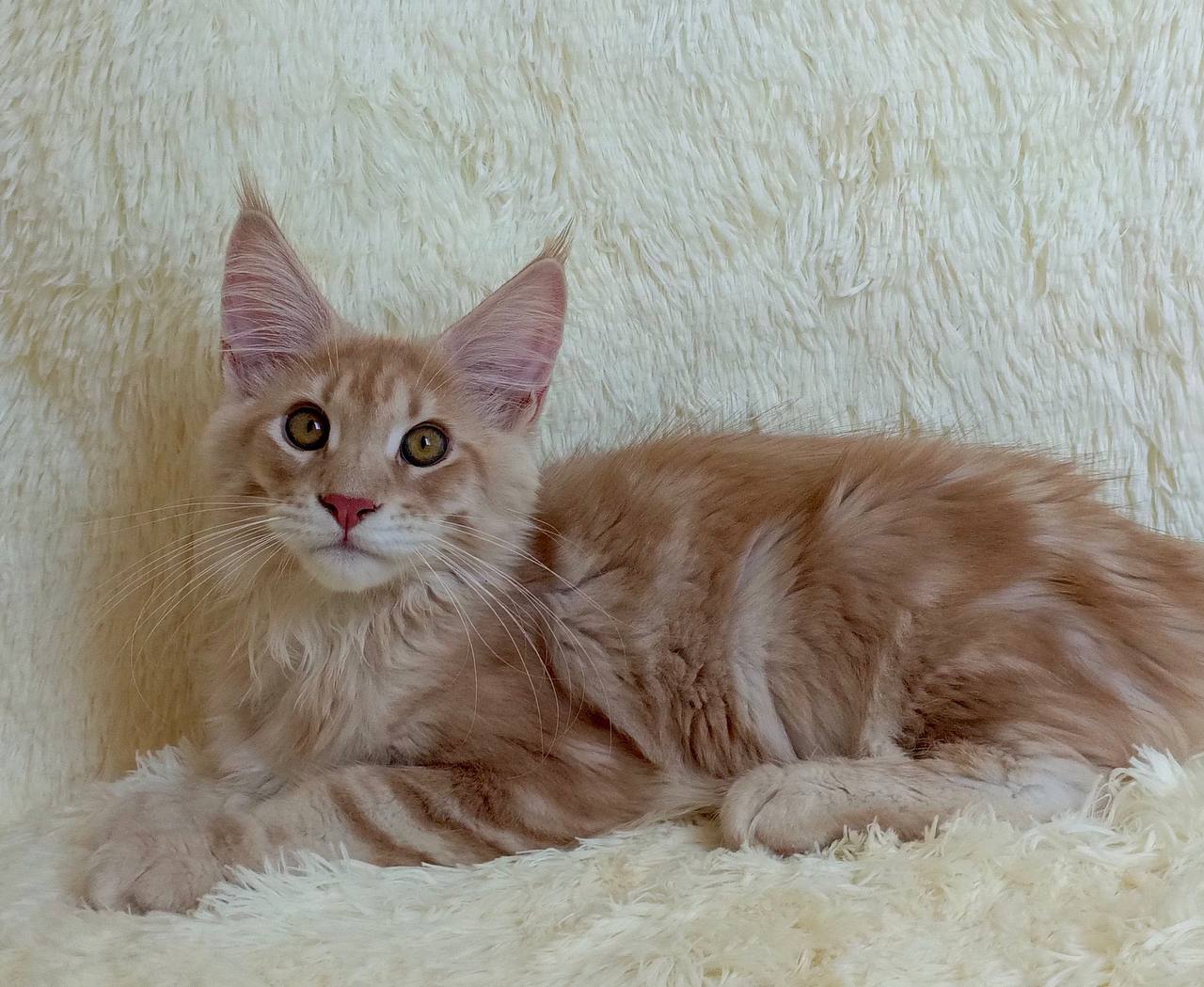 Majestic giant-breed Maine Coon kitten available from luxury cattery with nationwide hand-delivery options
