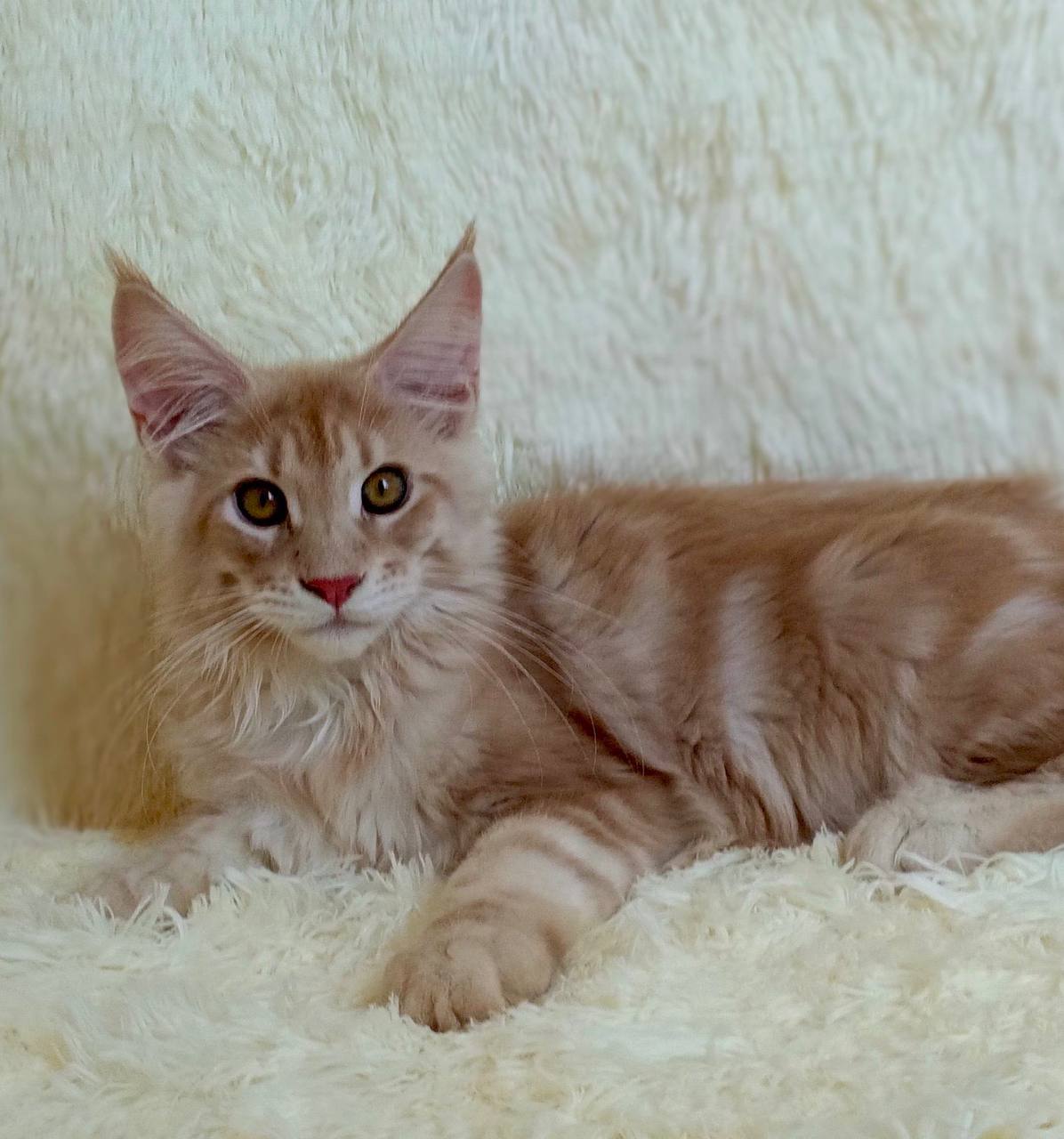 Majestic giant-breed Maine Coon kitten available from luxury cattery with nationwide hand-delivery options