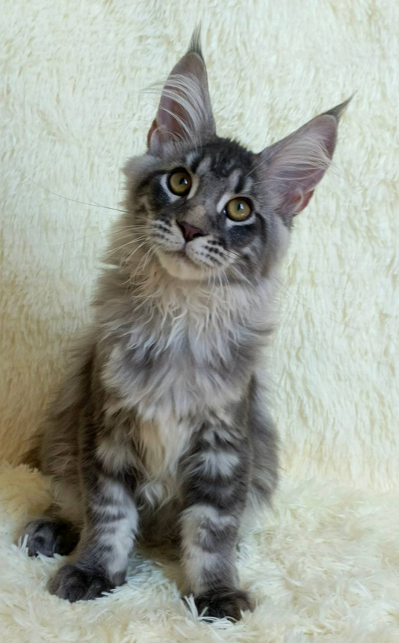 Majestic giant-breed Maine Coon kitten available from luxury cattery with nationwide hand-delivery options