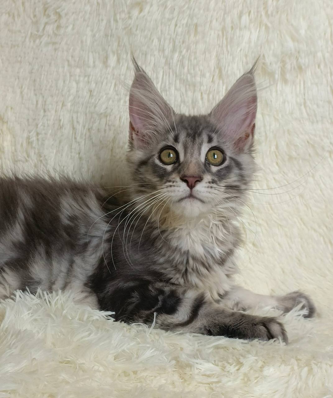 Majestic giant-breed Maine Coon kitten available from luxury cattery with nationwide hand-delivery options