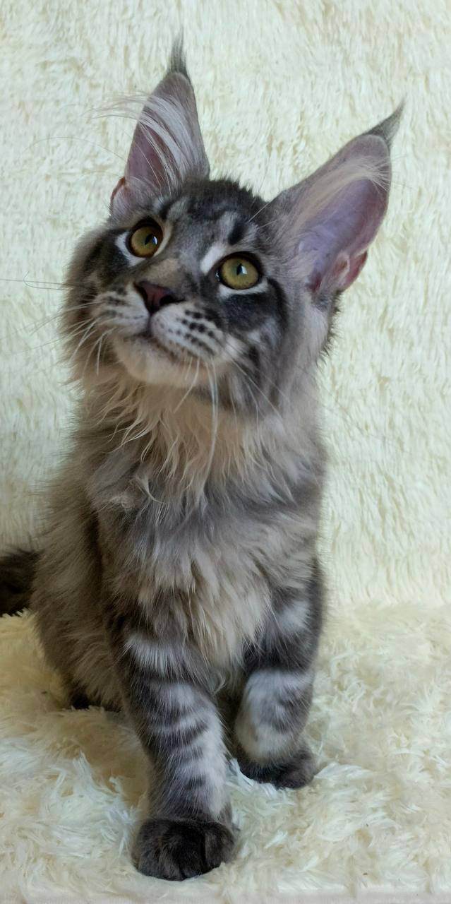 Majestic giant-breed Maine Coon kitten available from luxury cattery with nationwide hand-delivery options
