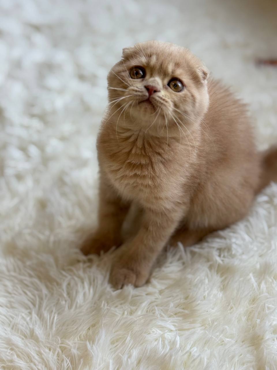 Adorable Scottish Fold kitten with folded ears available from luxury cattery with nationwide hand-delivery options