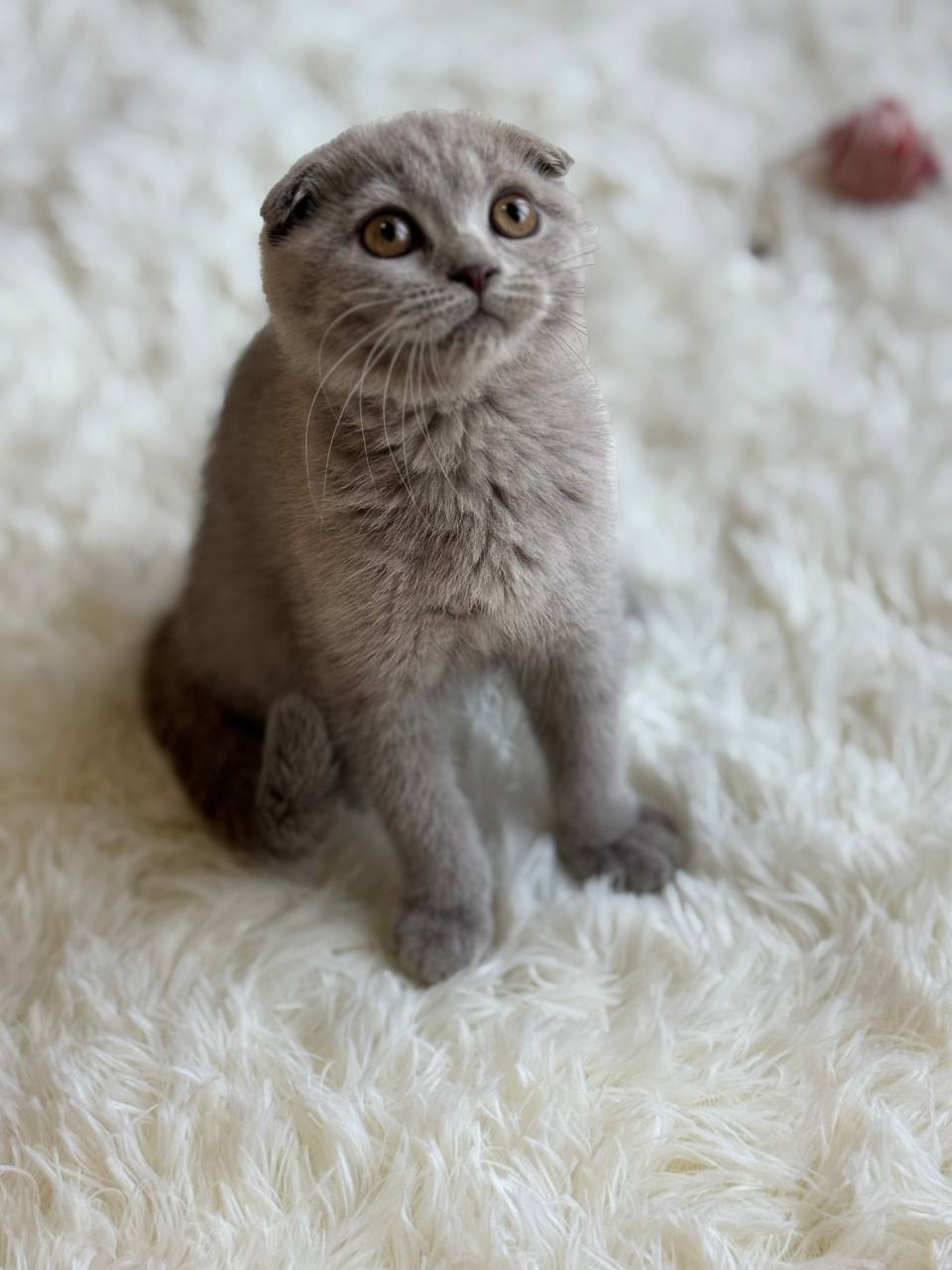 Adorable Scottish Fold kitten with folded ears available from luxury cattery with nationwide hand-delivery options