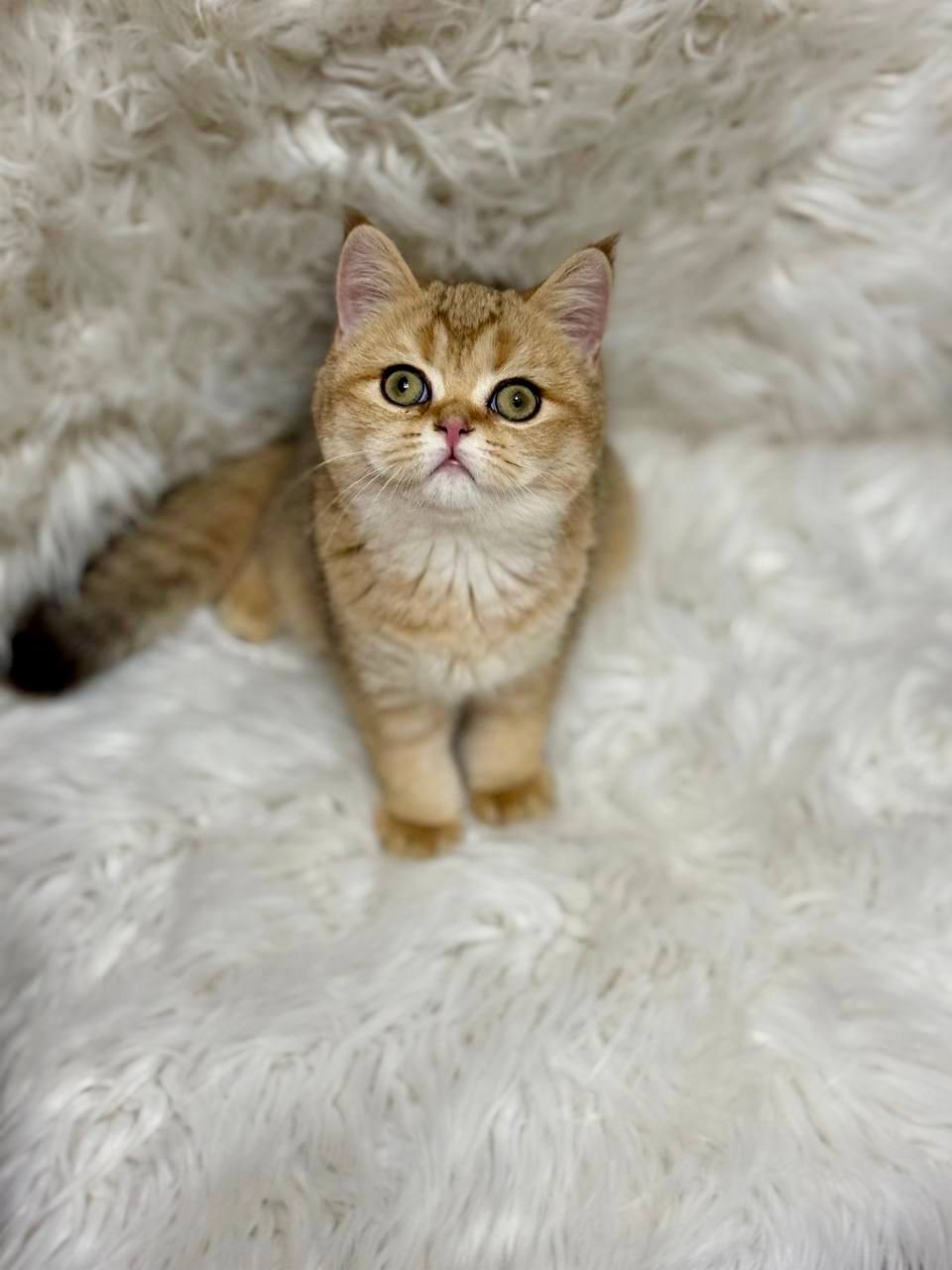 Premium purebred British Shorthair kitten from luxury cattery with nationwide hand-delivery options