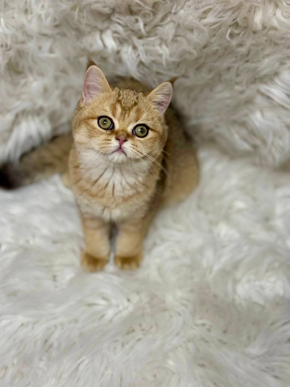 Premium purebred British Shorthair kitten from luxury cattery with nationwide hand-delivery options