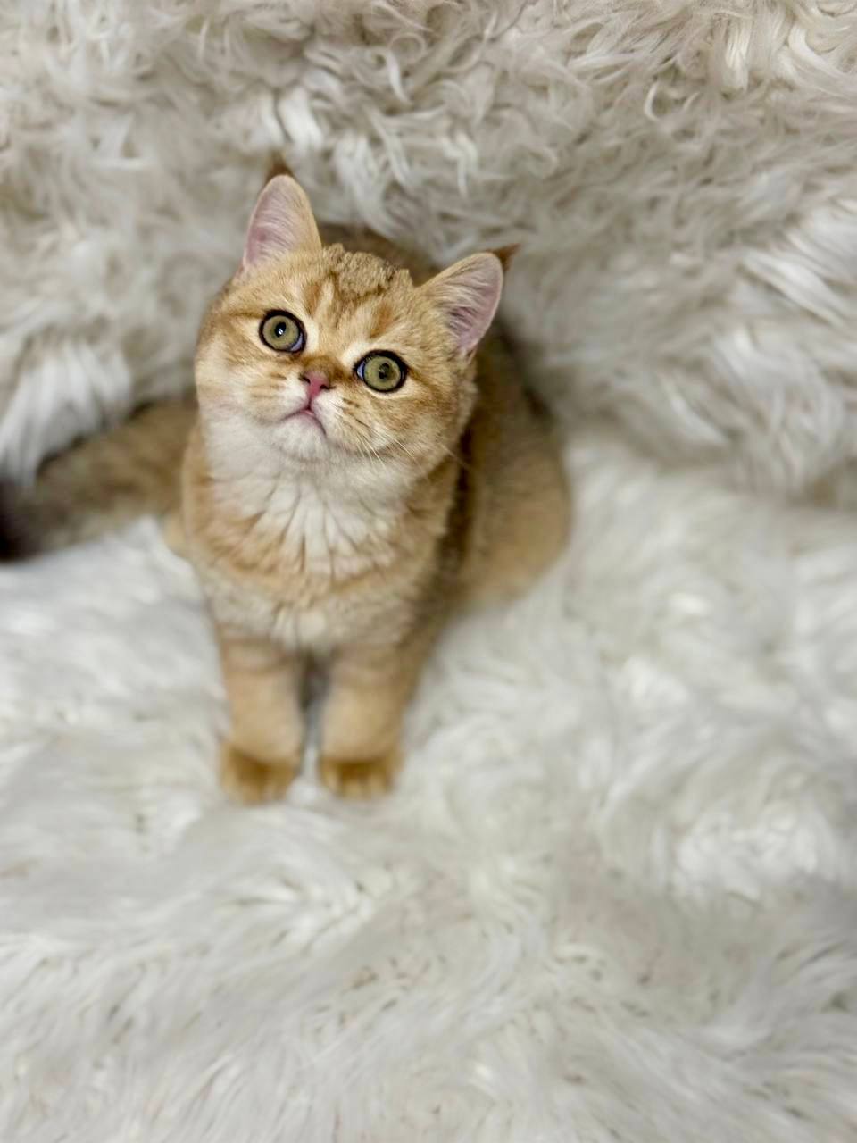 Premium purebred British Shorthair kitten from luxury cattery with nationwide hand-delivery options