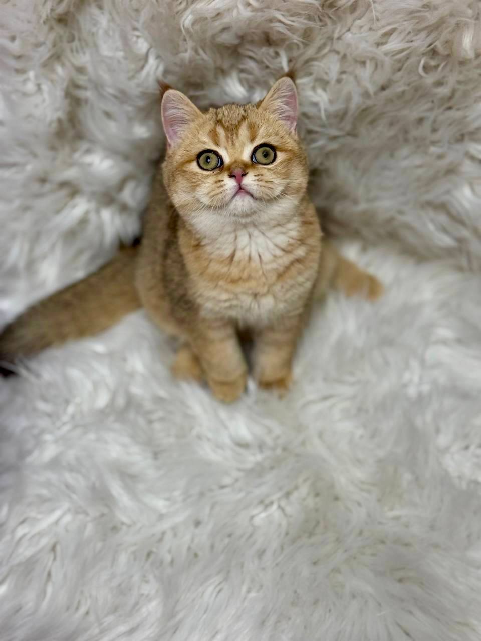 Premium purebred British Shorthair kitten from luxury cattery with nationwide hand-delivery options