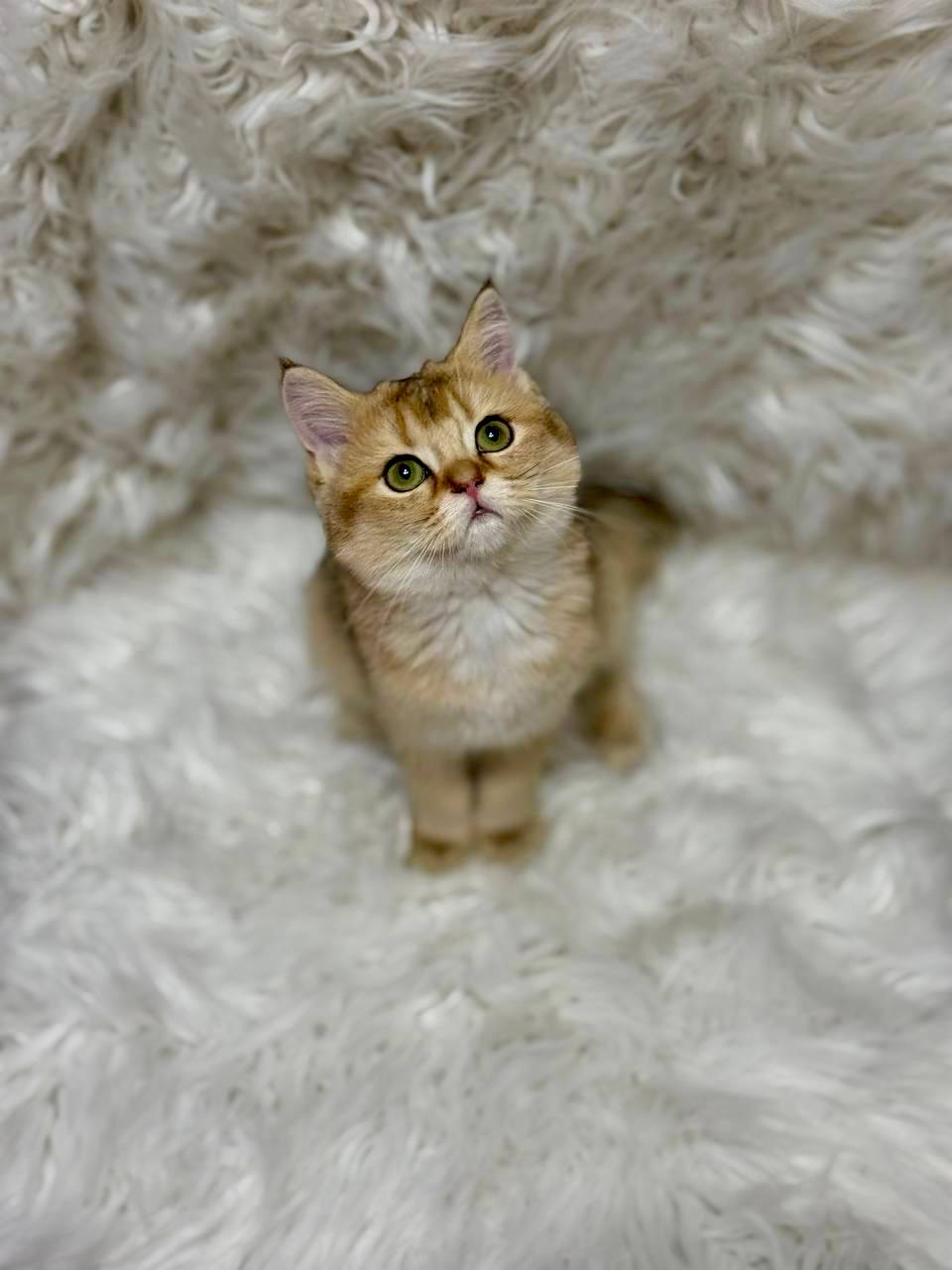 Premium purebred British Shorthair kitten from luxury cattery with nationwide hand-delivery options