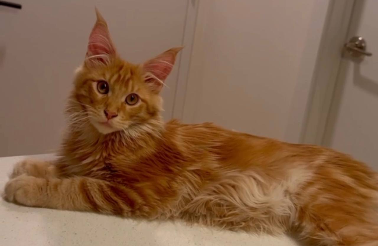 Majestic giant-breed Maine Coon kitten available from luxury cattery with nationwide hand-delivery options.