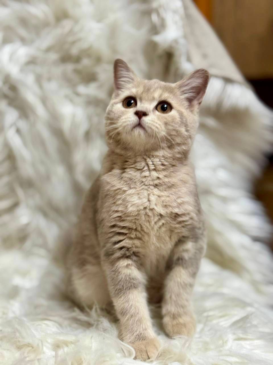 Premium purebred British Shorthair kitten from luxury cattery with nationwide hand-delivery options