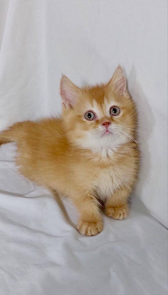 Short-legged Munchkin kitten available from luxury cattery with nationwide hand-delivery options