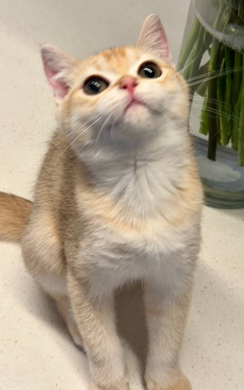 Premium purebred British Shorthair kitten from luxury cattery with nationwide hand-delivery options.