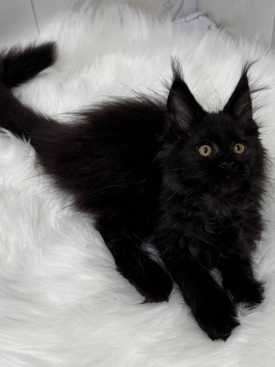 Majestic giant-breed Maine Coon kitten available from luxury cattery with nationwide hand-delivery options