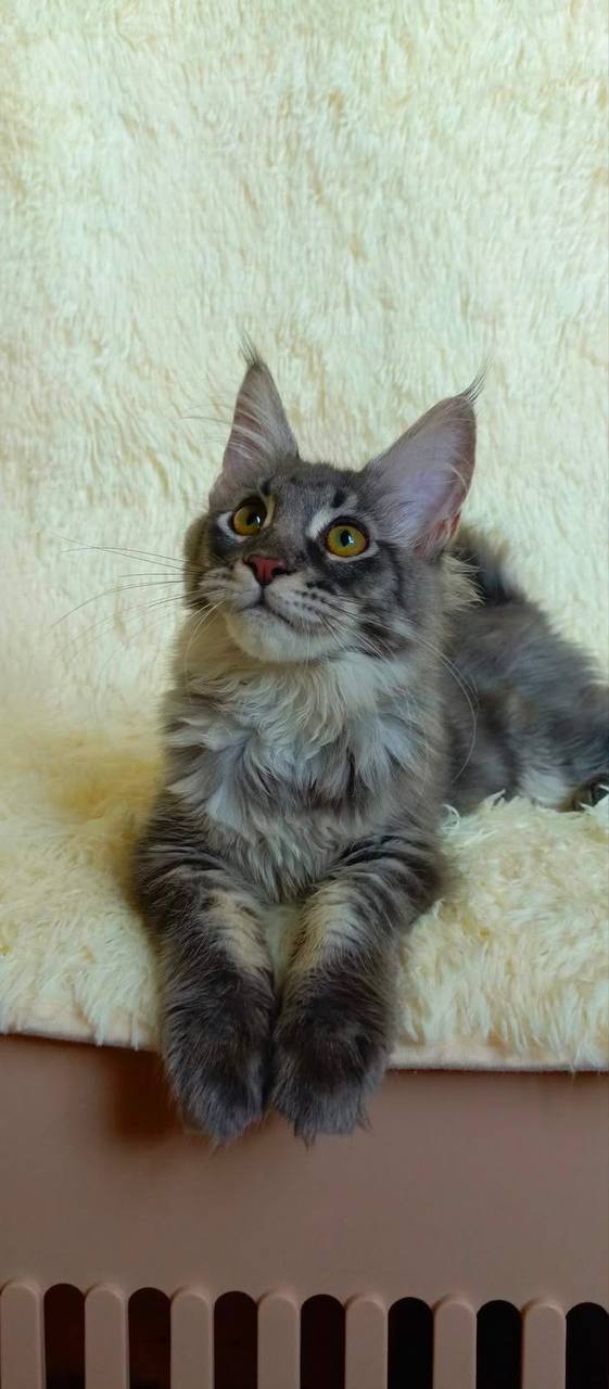 maine coon