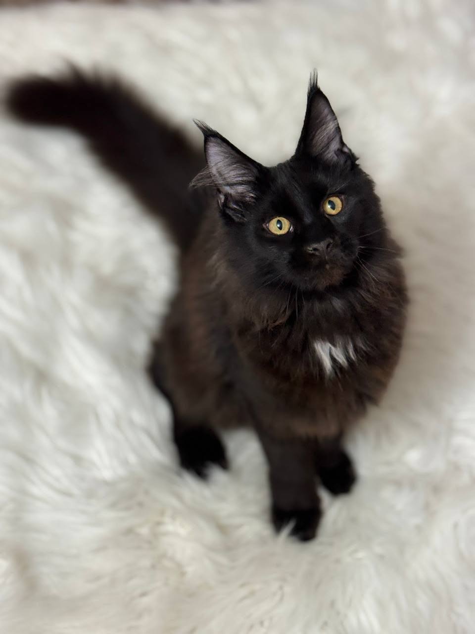 maine coon