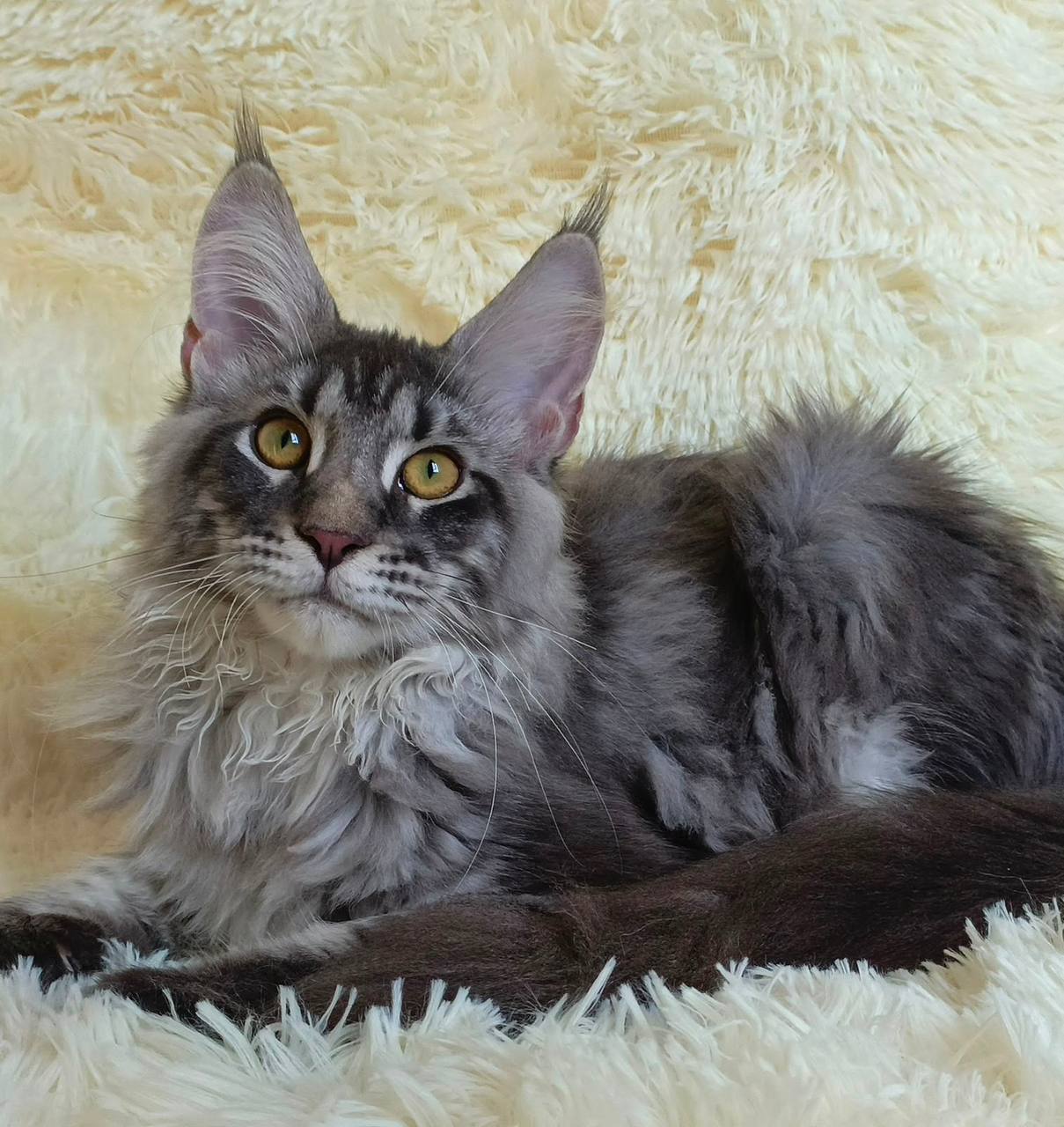 maine coon