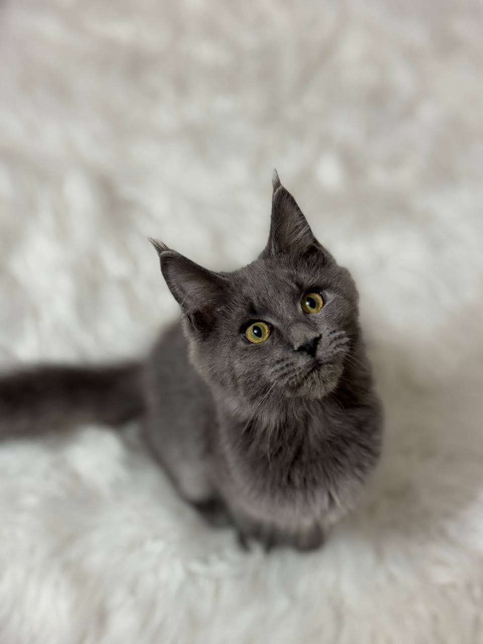 maine coon