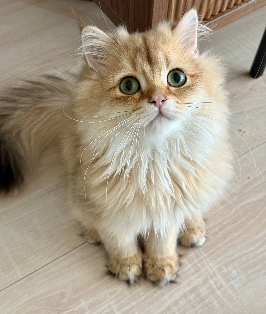 british longhair