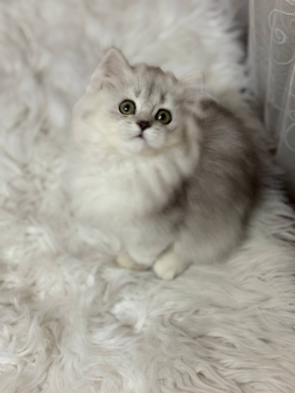 british longhair