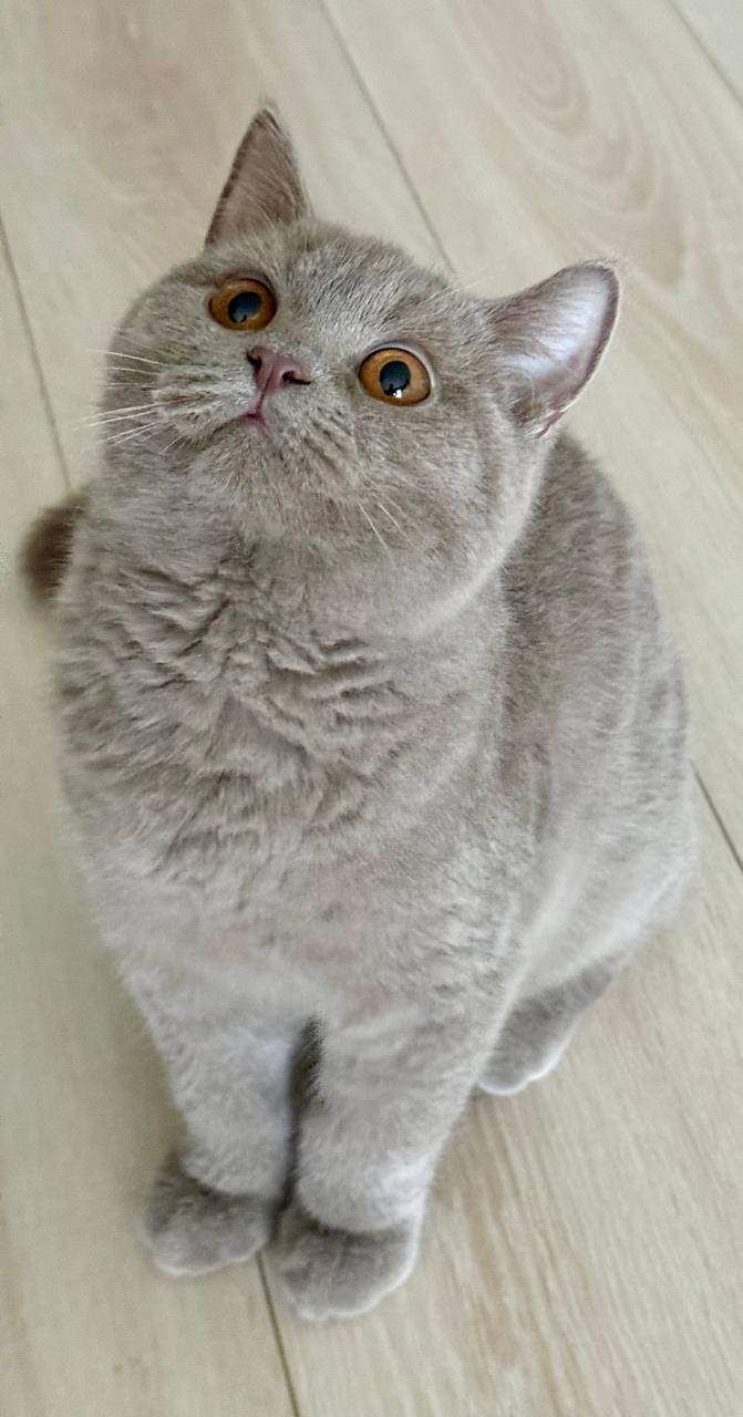british shorthair