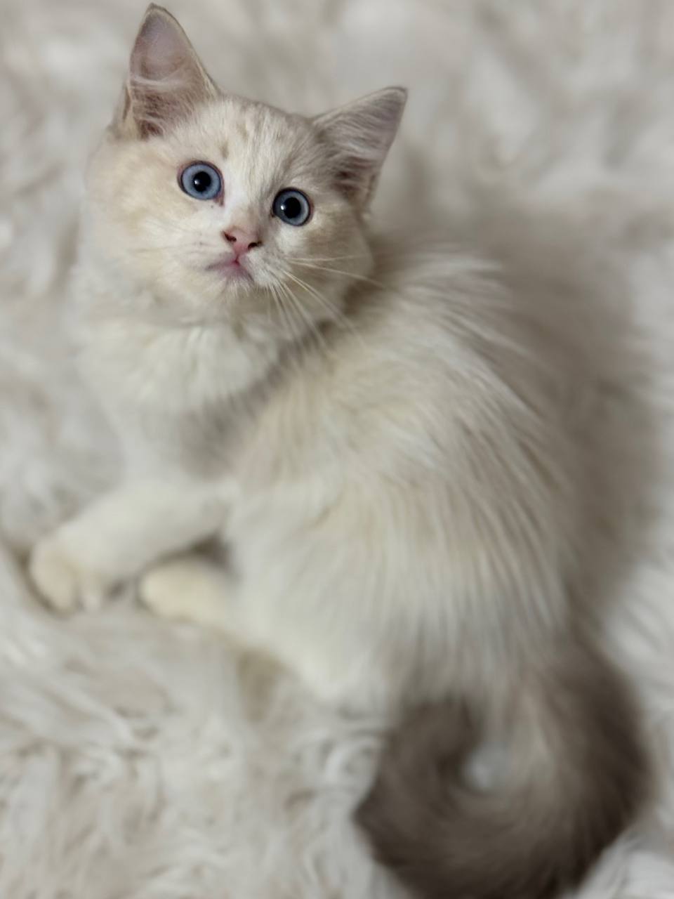 ragdoll blue point