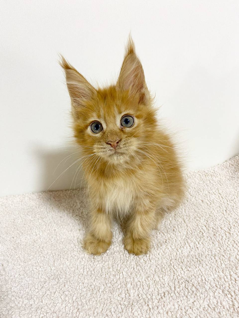 maine coon