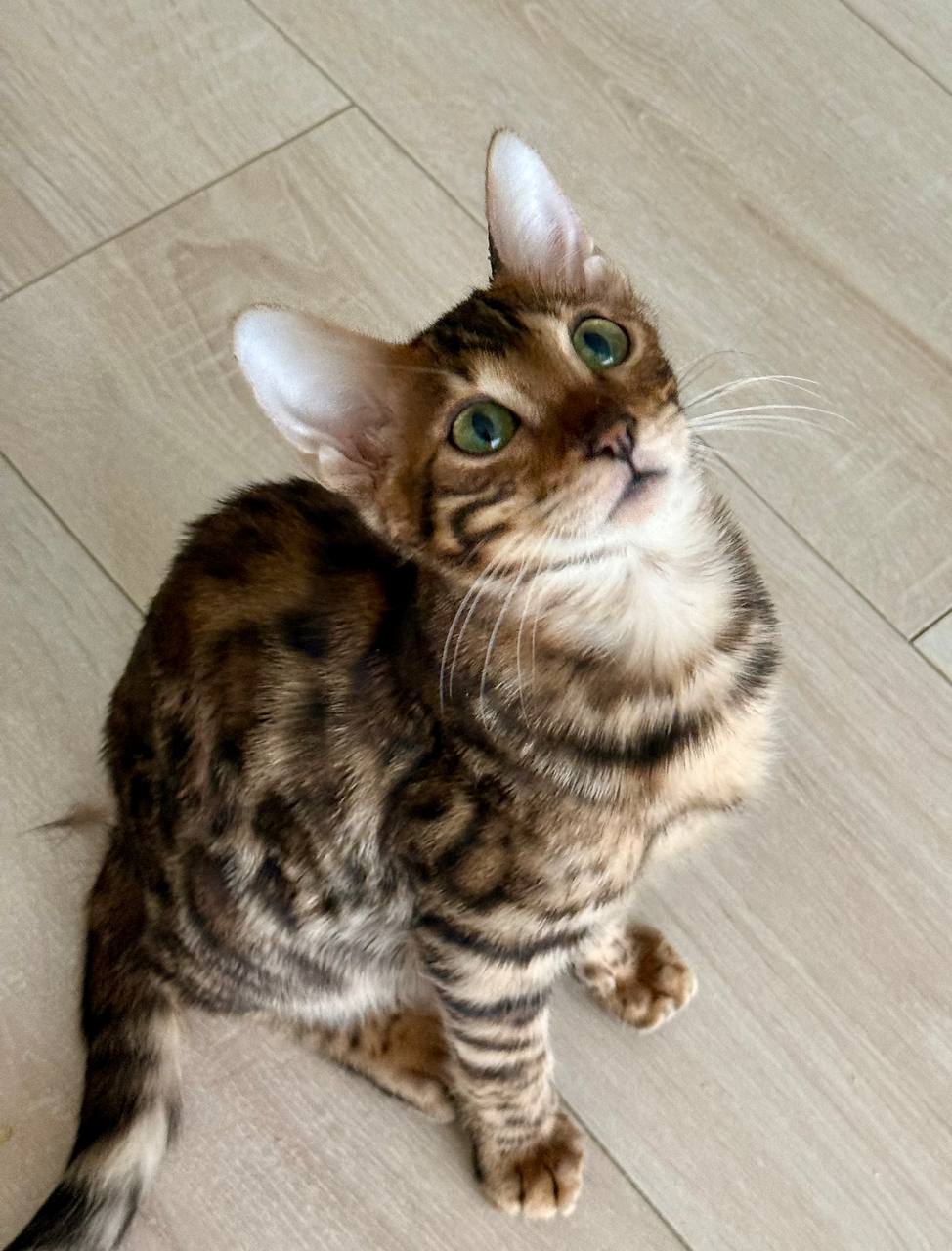 bengal kitten VA