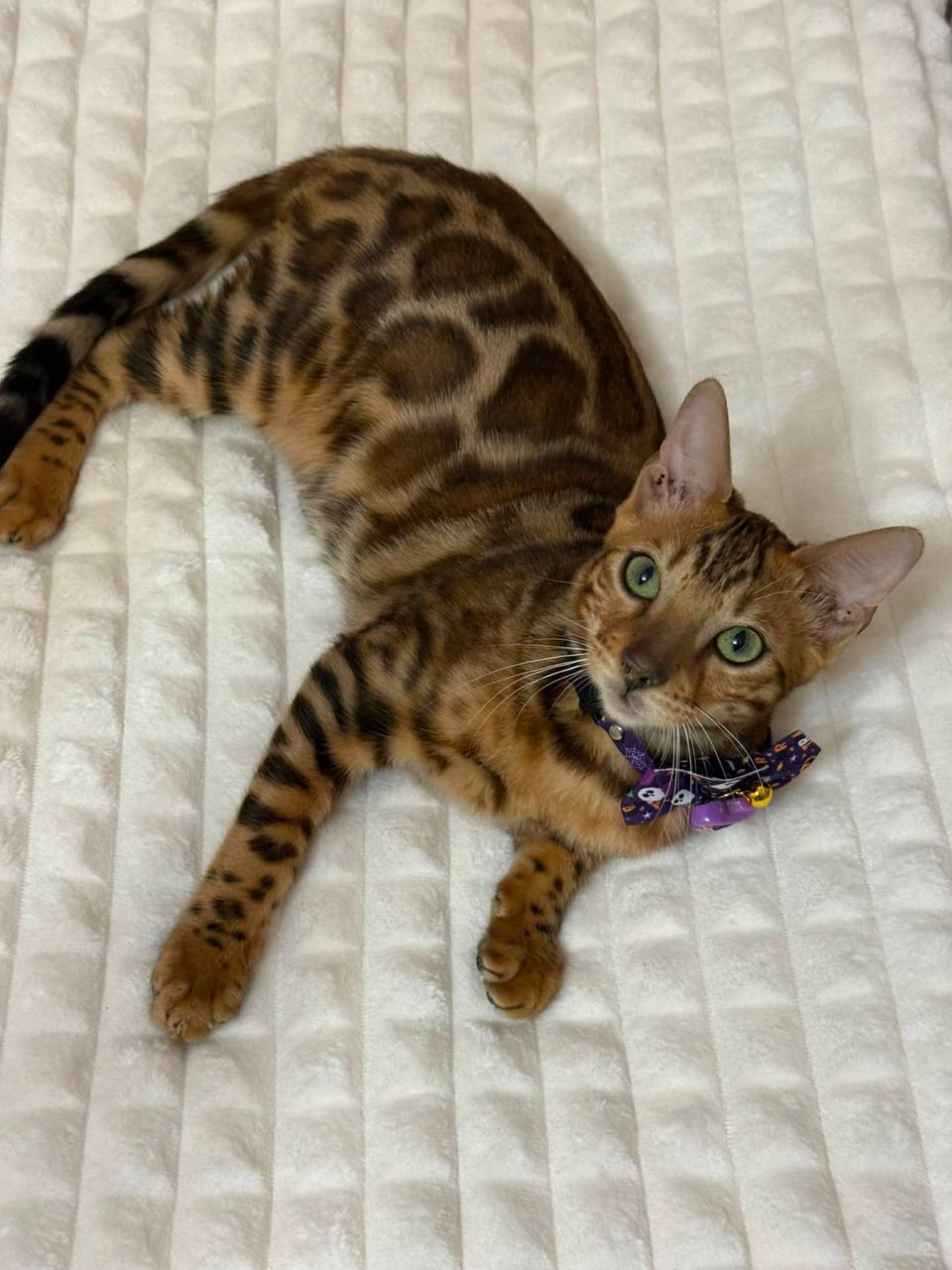 bengal