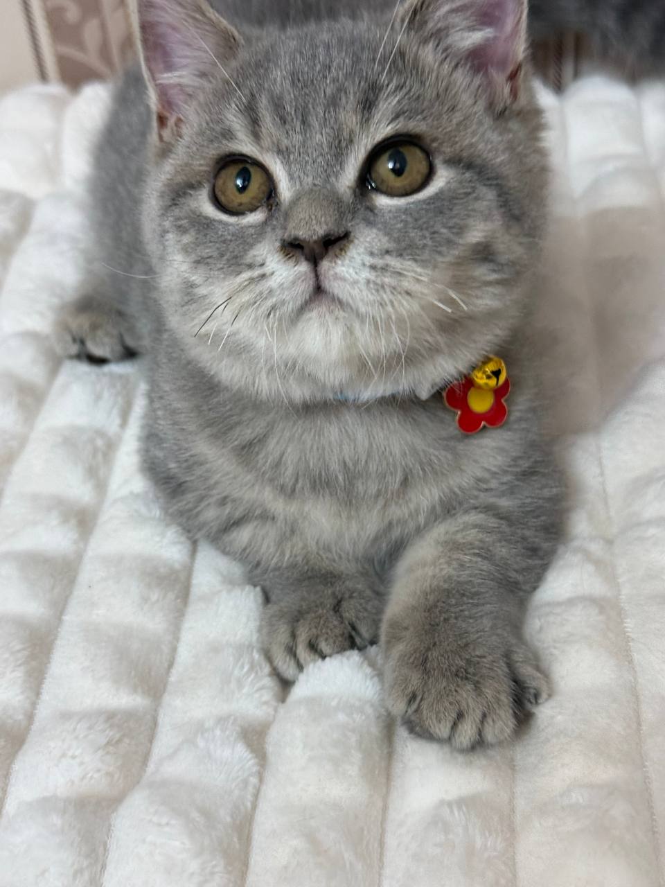 munchkin
