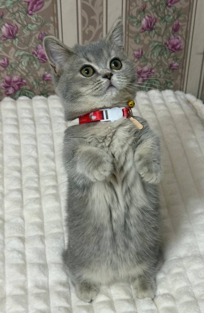munchkin