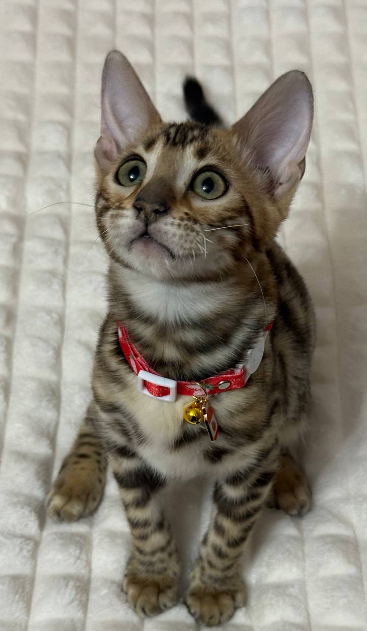 bengal
